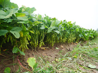 Fresh Bean Plants Growing in Yunnan Mountainous Agricultural Regions China