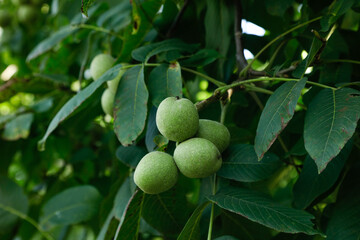 Fresh Green Walnuts Growing on Tree Branch in Natural Wild Setting