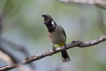 Himalayan bulbul (Pycnonotus leucogenys), or white-cheeked bulbul, is a species of songbird in the bulbul family found in Central and South Asia.