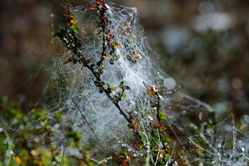 Dew drops on the plants in the autumn