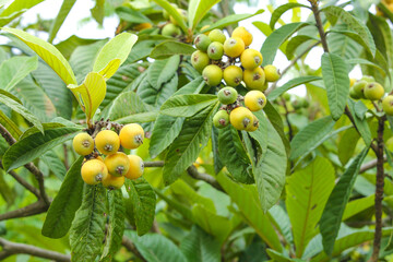 Fresh Loquat Fruit Tree with Ripe Yellow Berries Growing on Green Branches in Panzhihua China