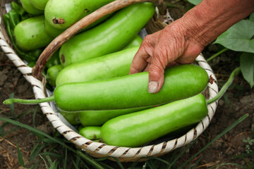 Fresh Green Bottle Gourds in Wicker Basket - Farmer Harvesting Homegrown Organic Garden Vegetables