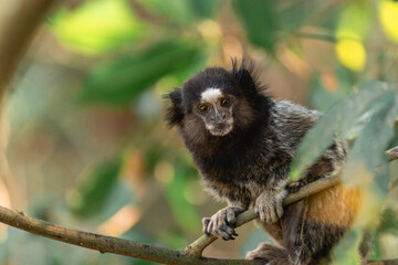 Little monkey's in the National Park Horto Florestal.