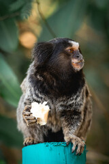 Little monkey eating a piece of banana. National park Horto Florestal.