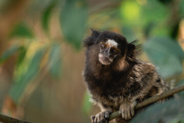 Little monkey's in the National Park Horto Florestal.