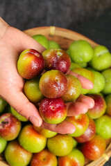 Fresh Ripe Red Green Plums in Hands Water Droplets Natural Organic Fruit Harvest