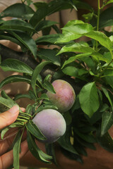 Farmers Hand Picking Fresh Ripe Plums During Harvest Season with Red and Green Fruit on Tree