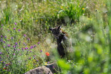 Wild Iberian Lynx Gazing Intently in a Field of Flowers