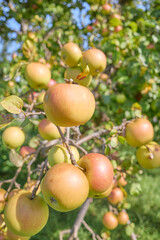 Photo of an apple on a tree, selective focus.