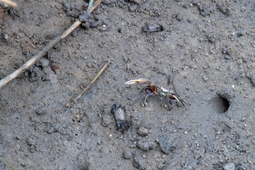 Male Fiddler Crab Defends his Territory in a Marsh
