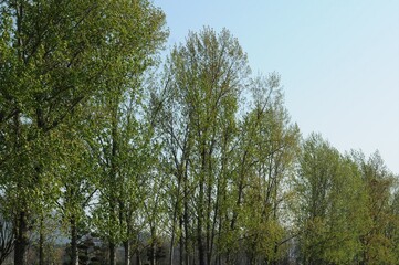 Populus × euramericana, known as Italian poplar, is a large deciduous hybrid tree. Native to Europe, it is planted in Korea for riverbank protection, landscaping, and papermaking wood.