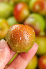 Fresh Szechuan Plum with Water Droplets Held in Hand Display