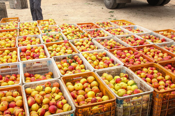 Fresh Red-Skinned and Yellow Nectarines Stacked in Crates at Fruit Market in Dalian