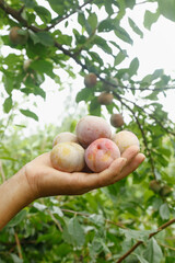 Freshly Picked Plums in Hand Under Fruit Tree - Organic Farm Harvest