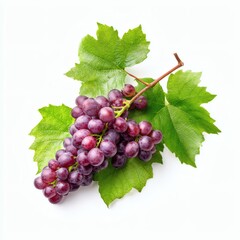 Fototapeta premium Grape Vine Elegance: Lush Green Leaves and Plump Purple Grapes, Isolated on White, Studio Product Photography