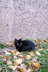 Black cat sits on the ground in autumn, surrounded by fallen orange leaves against the background of a concrete house wall. The approach of autumn and cold weather. Vertical banner with copy space
