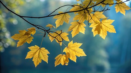 Obraz premium Beautifully bright yellow and orange maple leaves on a tree branch during the fall season