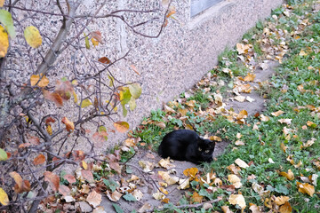 Black cat sits on the ground in autumn, surrounded by fallen orange leaves near the concrete wall of the house. The approach of autumn and cold weather. Copy space