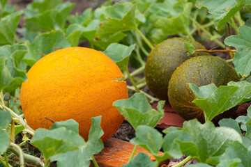 Melon in the garden is overripe and cracked