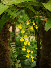 Close-up of orchid Gomesa flexuosa (Oncidium flexuosum)  delicate yellow flowers in rainforest in sunlight.