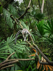 Close-up of a lemur catta climbing a tree branch in the Singapore Zoo.  © Kati Lenart