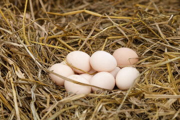 Fresh Free-Range Chicken Eggs in Straw Nest - Farm Organic Produce