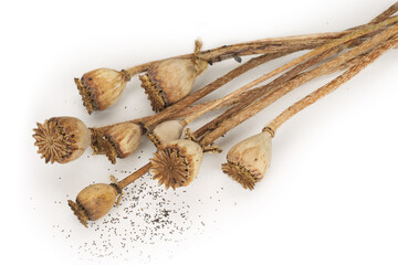 Close-up of dry brown poppy seed pods on a white background