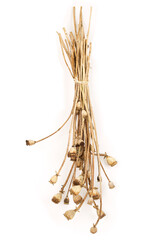 Bundle of hanging dried poppies on a white background