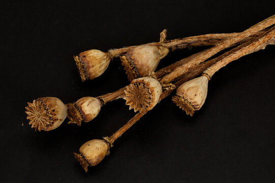Close-up of dry brown poppies on a black background