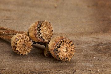 Close-up of brown poppies on a wooden background