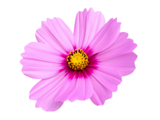 pink daisy isolated on white