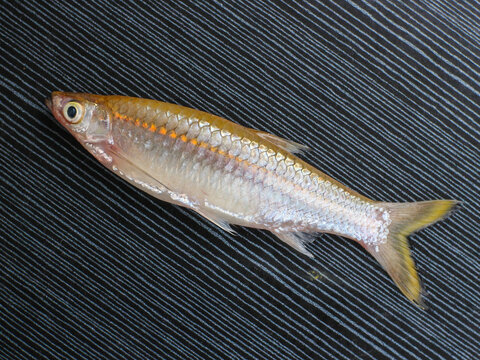 Seluang fish or rasbora fish from Kapuas river isolated on black background