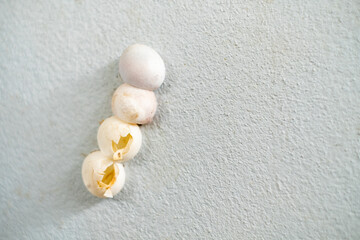Close up of reptile eggshells attached to a wall, some cracked and empty after hatching, symbolizing life cycle, nature, and birth in a simple, natural background setting for educational or wildlife