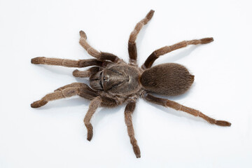 A young female Haplocosmia species, a type of tarantula, found in Himachal Pradesh, India.