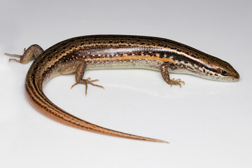 Ablepharus species, a kind of skink, detected in the natural habitat of Himachal Pradesh, India.