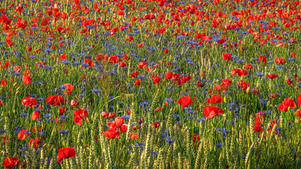 The cornflower parade - die Parade der Kornblumen