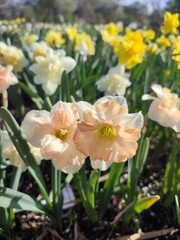 Fototapeta premium Blossoming flower of the narcissus variety Edinburgh close-up. Beautiful daffodils flower with white and pink petals in an inflorescence on a green stem growing in ground on sunny spring day