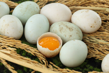 Fresh Duck Eggs with Orange Yolk in Rustic Wicker Basket - Farm Fresh Specialty Eggs