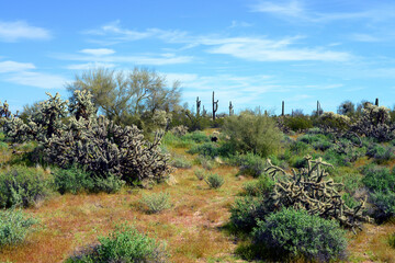 Landscape Sonoran Desert Arizona