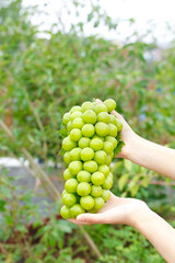 Fresh Green Grapes Handheld in Vineyard - Organic Fruit Harvest in Natural Sunlight
