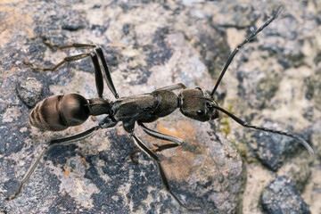 Diacamma scalpratum, the largest and most aggressive species in the Diacamma genus.