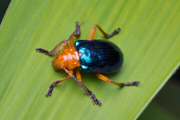 Bombardier beetles (Brachinus spp.) are an intriguing insect species renowned for their distinct defense technique: the ability to expel a scalding, unpleasant chemical mist to ward off threats.