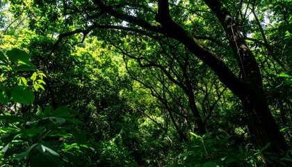 Obraz premium Lush tropical forest canopy