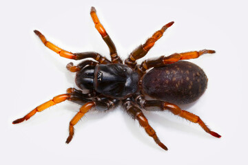 Dorsal View  of a female Gravelyia species insect, captured in Mizoram, India.
