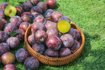 Fresh Red and Purple Plums in Wicker Basket on Green Grass - Ripe Stone Fruit Harvest
