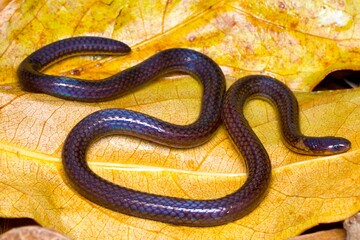 The Collared Reed Snake (Calamaria pavimentata), a species of the Colubridae family, is found throughout Asia and is known as Miyara's Collared Snake in Japan.