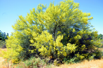 Palo Verde Tree, Sonora Desert, Mid Summer