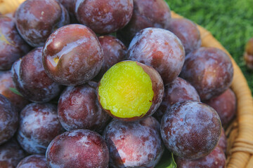 Fresh Red Plums in Basket - Ripe Summer Fruit with Yellow Flesh Displayed in Natural Setting