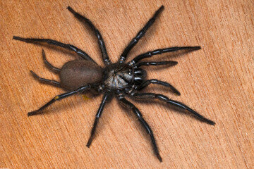 Close-up image of a Macrothele spider, scientifically referred to as Macrothele sp., originating from the Indo-Burma region.