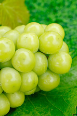 Fresh Green Seedless Grapes on Vine Leaf - Organic Fruit Agriculture Background